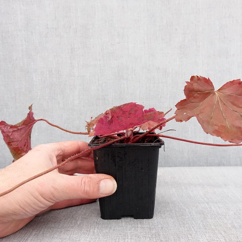 Heuchera Bloody Dinosaur Maceta de 8/9 cm Ejemplar entregado en invierno