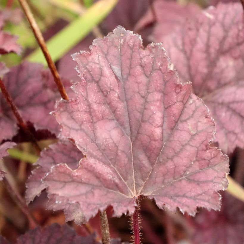 Heuchera Frosted Violet (Follaje)