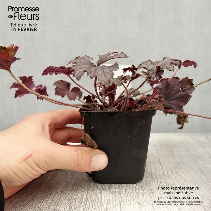 Heuchera Frosted Violet Maceta de 8/9 cm Ejemplar entregado en invierno