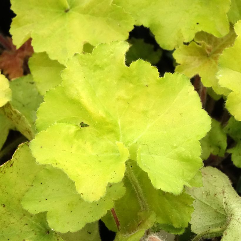 Heuchera Guacamole (Follaje)