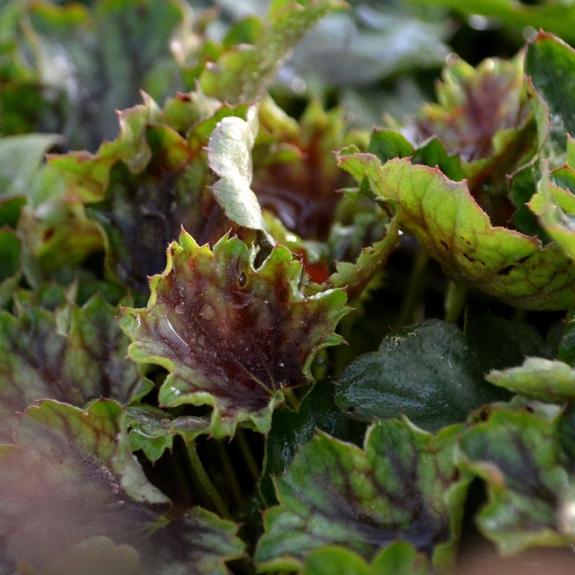 Heuchera americana Birkin (Follaje)