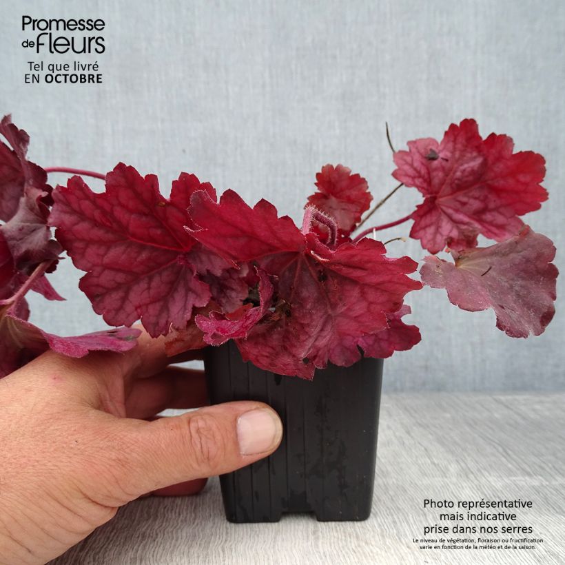 Ejemplar de Heuchère - Heuchera Berry Smoothie en godet de 9 cm entregado en otoño