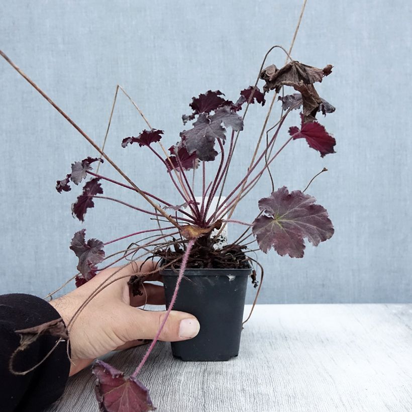 Ejemplar de Heuchère - Heuchera Binoche Godet de 9cm entregado en otoño