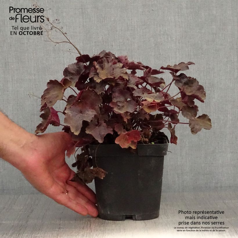 Ejemplar de Heuchera Blackout entregado en otoño