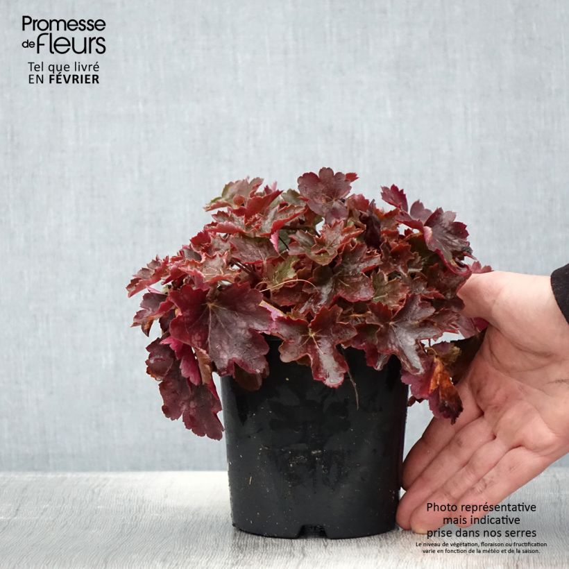 Heuchère - Heuchera Cherry Cola - Pot de 1L./1.5L. Ejemplar entregado en invierno