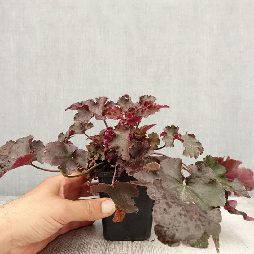 Ejemplar de Heuchère, Heuchera Chocolate Ruffle Godet de 9cm entregado en otoño