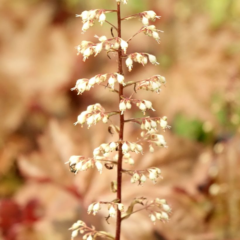 Heuchera Copper Dinosaur (Follaje)