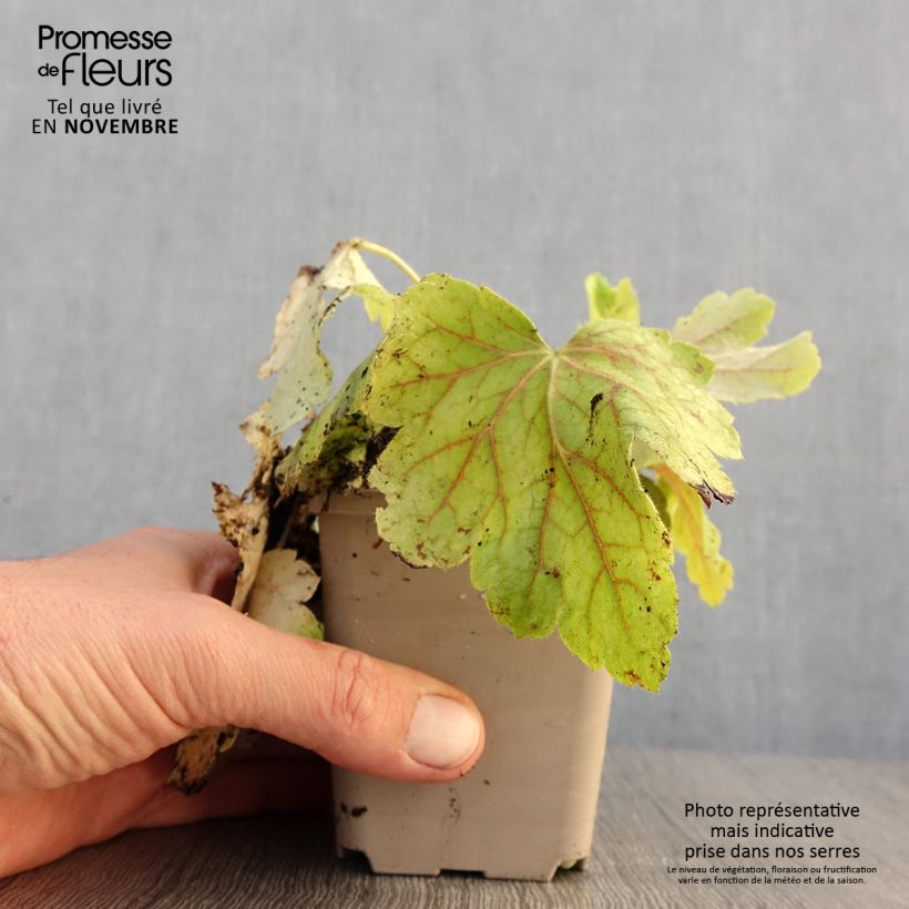 Ejemplar de Heuchère - Heuchera Electric Lime Godet de 9cm entregado en otoño