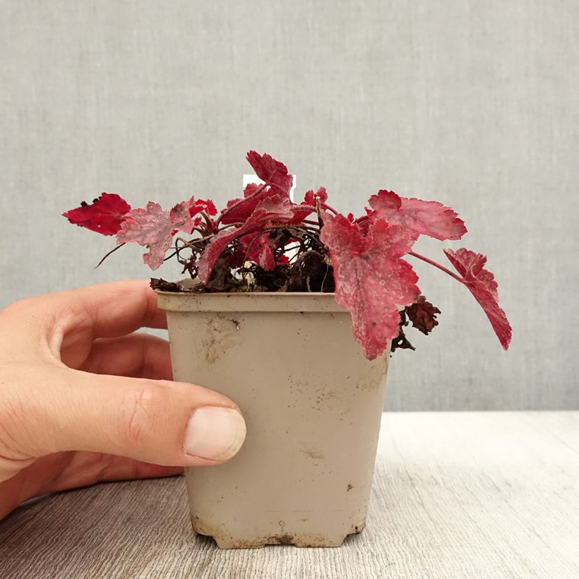 Ejemplar de Heuchère - Heuchera Fire Chief Godet de 9cm entregado en otoño