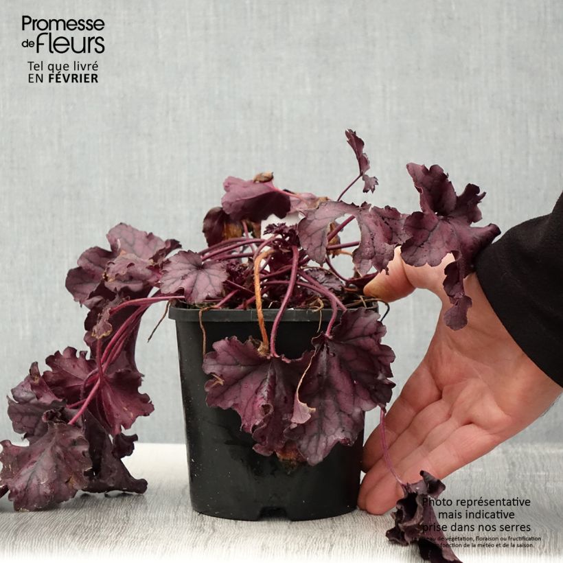 Heuchera Forever Purple Ejemplar entregado en invierno