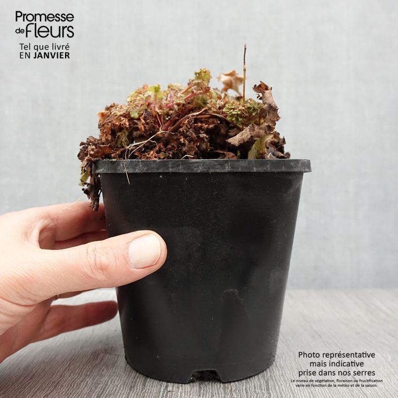 Heuchère - Heuchera Frilly Pot de 1,5L/2L Ejemplar entregado en invierno