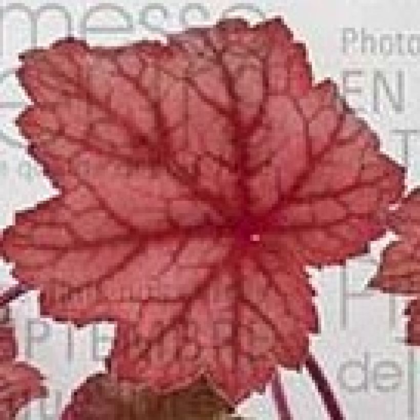 Heuchera Georgia Peach (Follaje)