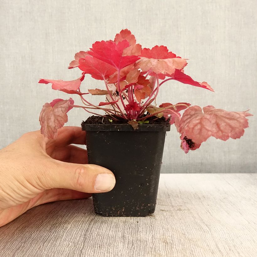 Ejemplar de Heuchère, Heuchera Georgia Peach Godet de 9cm entregado en otoño