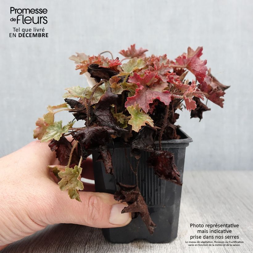 Ejemplar de Heuchère - Heuchera Ginger Ale Godet de 9cm entregado en otoño