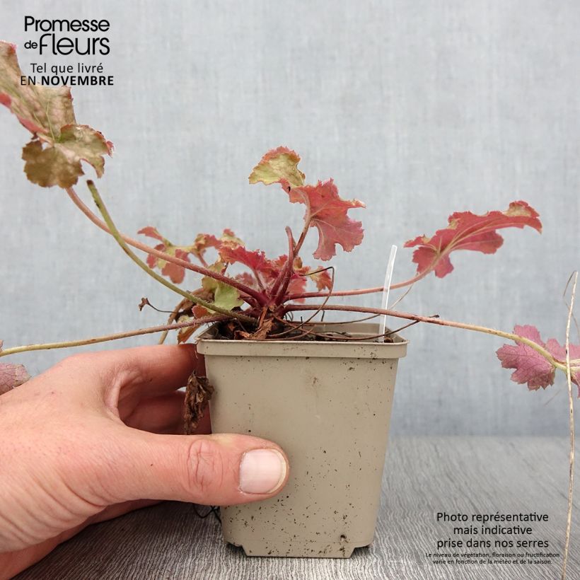 Ejemplar de Heuchera Ginger Peach entregado en otoño