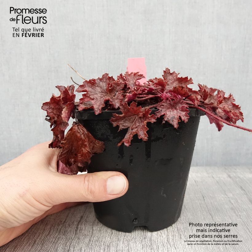 Heuchera Ginger Peach Ejemplar entregado en invierno