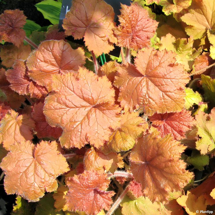 Heuchera Kassandra (Follaje)