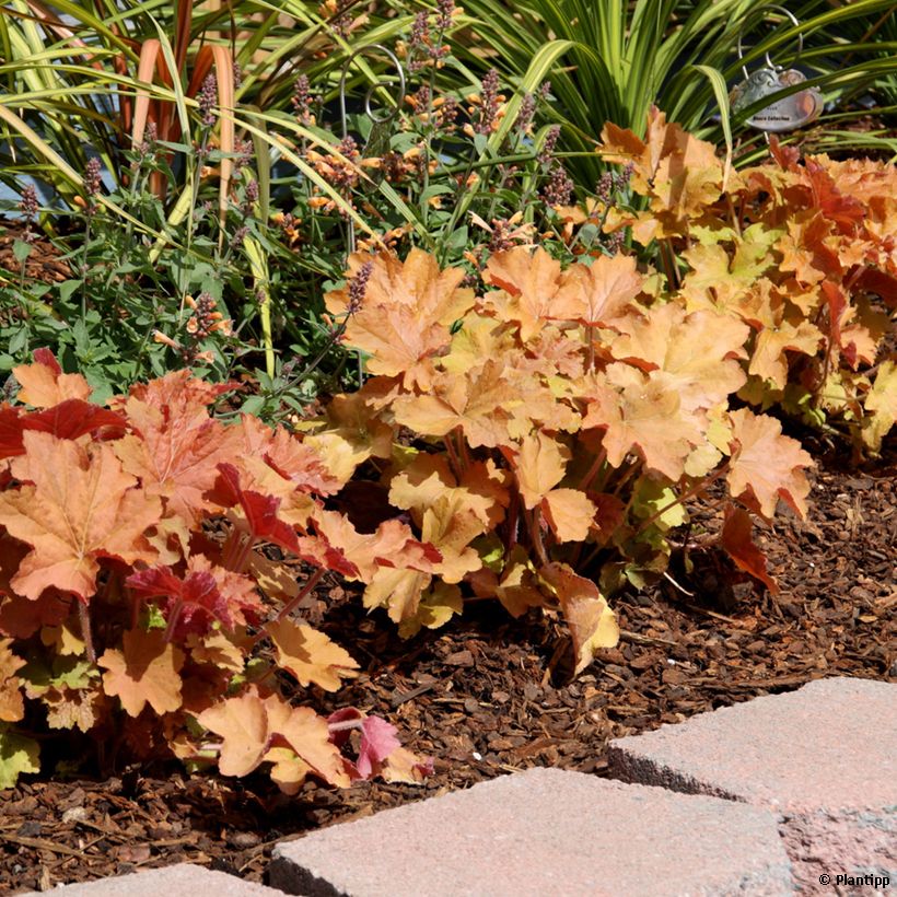 Heuchera Kassandra (Porte)