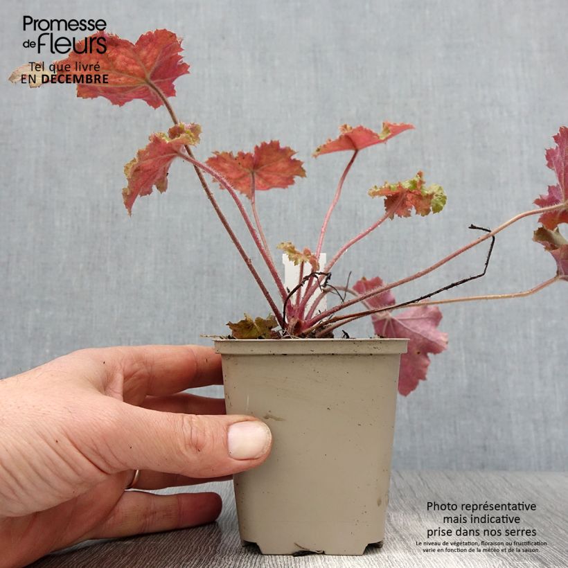 Heuchère - Heuchera Kassandra en godet de 8/9 cm Ejemplar entregado en invierno