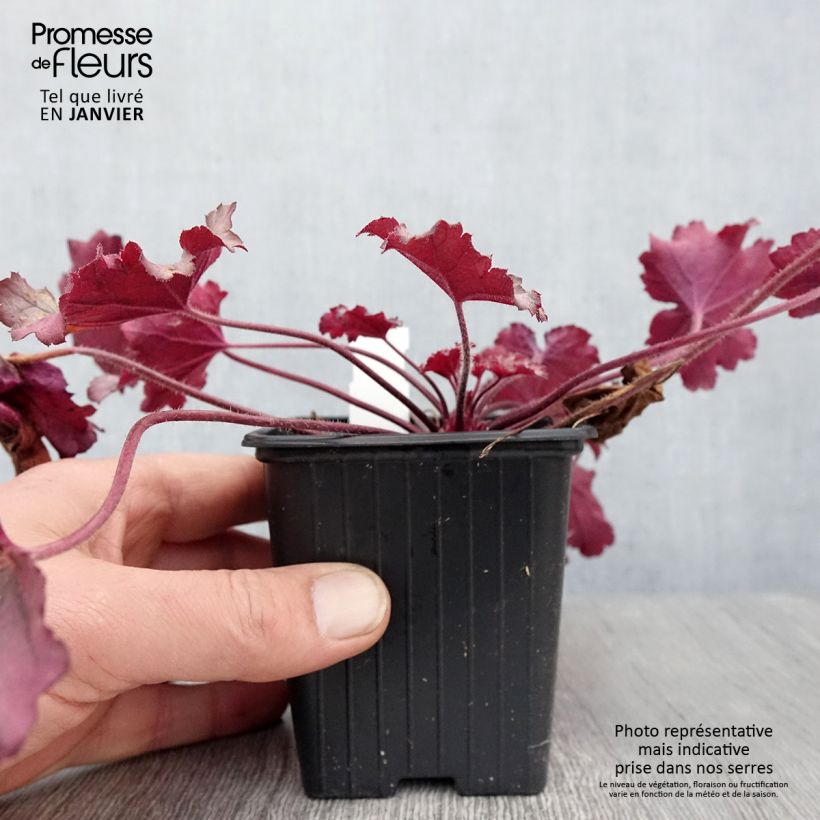 Heuchera Little Cuties Sugar Berry Ejemplar entregado en invierno