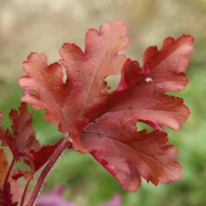 Heuchera Marmelade (Follaje)