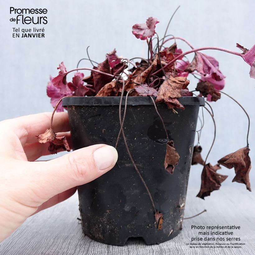 Heuchère - Heuchera Midnight Rose Pot de 1.5L/2L Ejemplar entregado en invierno