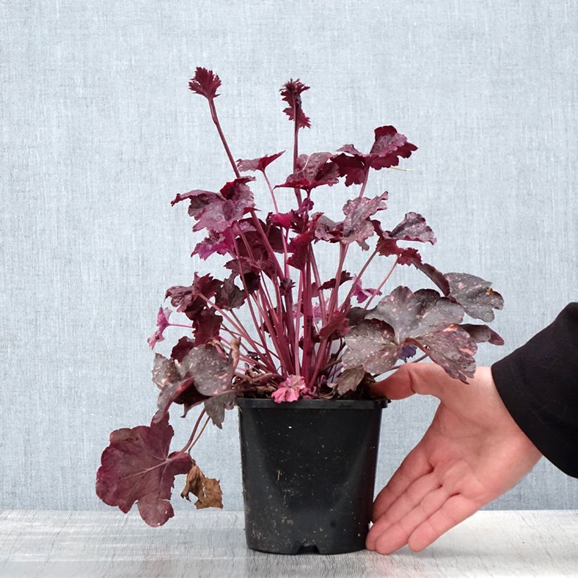 Heuchera Midnight Rose Maceta 1,5L/2L Ejemplar entregado en la primavera