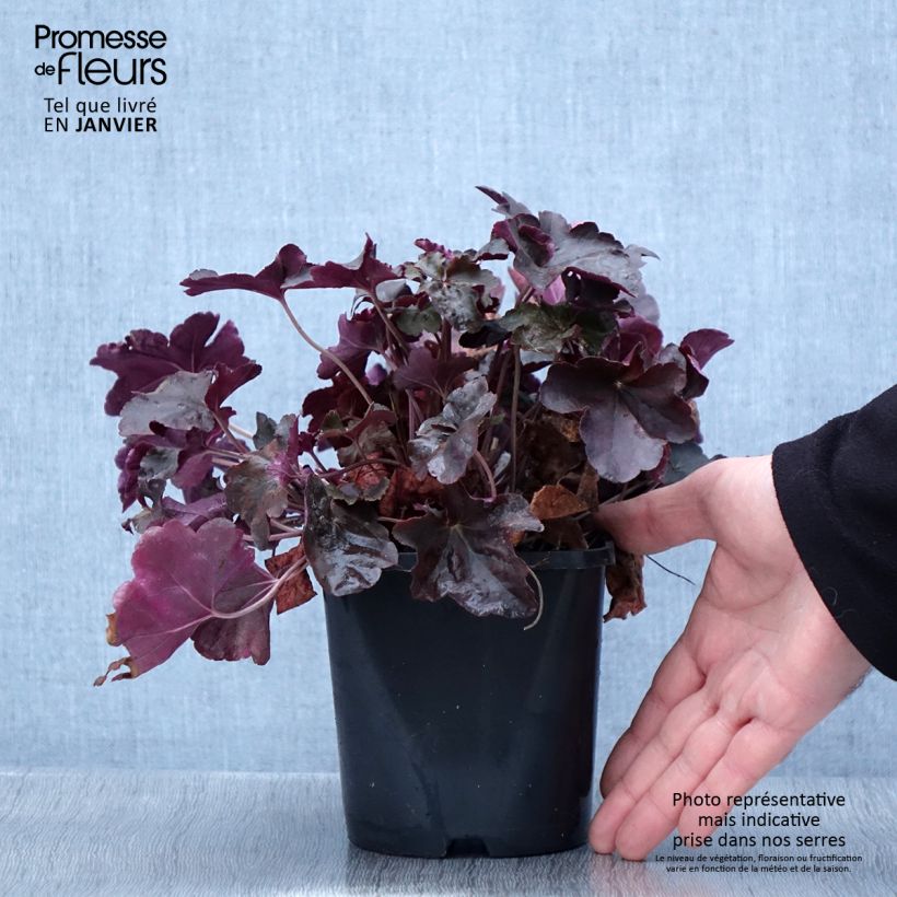 Heuchère, Heuchera Obsidian Pot de 1.5L/2L Ejemplar entregado en invierno