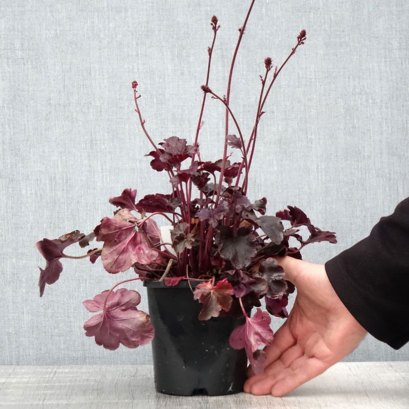 Heuchera Obsisian Maceta 1,5L/2L Ejemplar entregado en la primavera