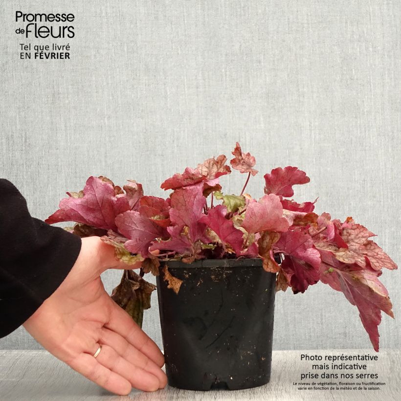 Heuchera Peach flambé Ejemplar entregado en invierno