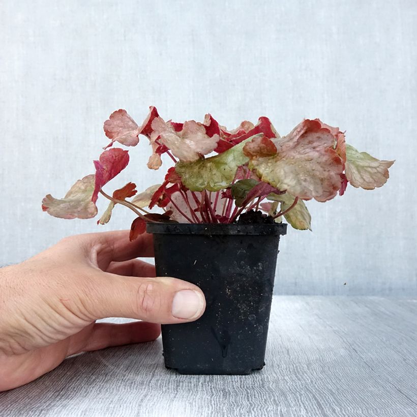 Ejemplar de Heuchère - Heuchera Pinot Gris Godet de 9cm entregado en otoño