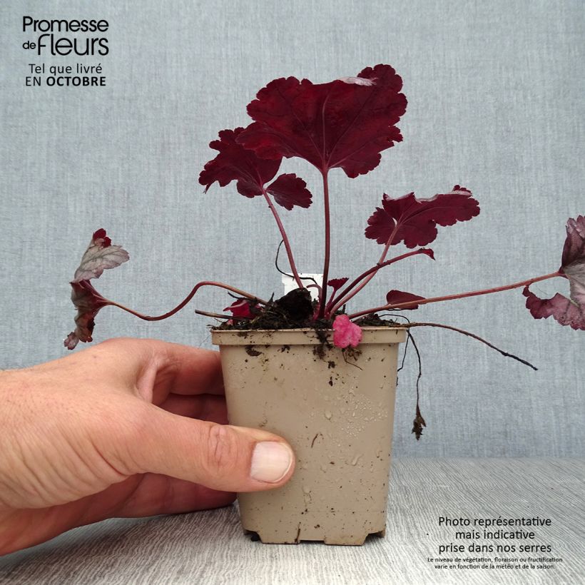 Ejemplar de Heuchera Plum Royale entregado en otoño