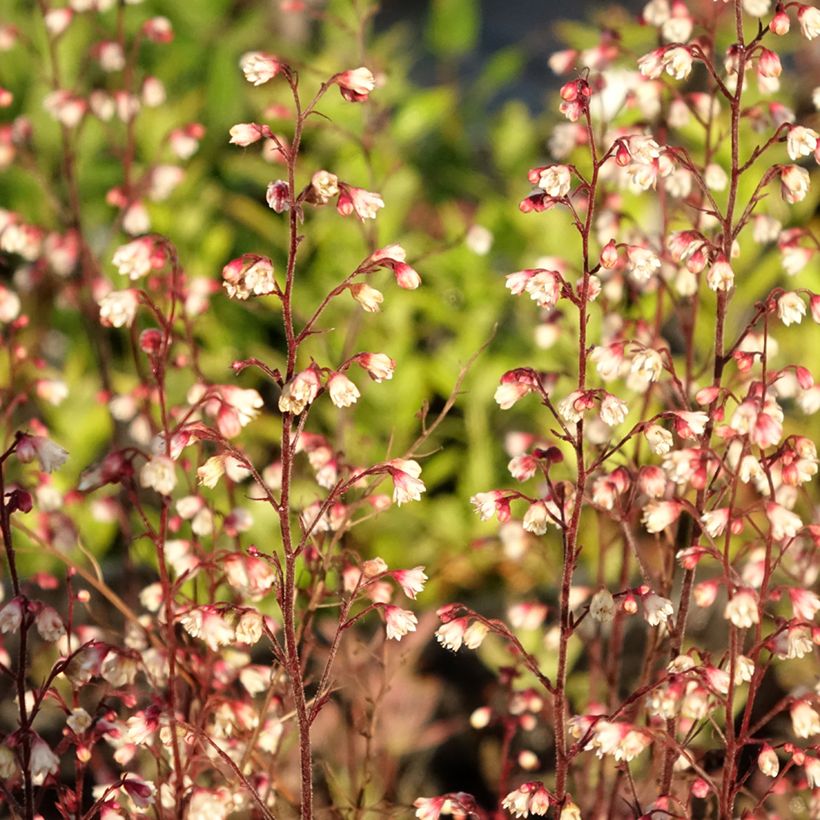 Heuchera Plum Royale (Follaje)