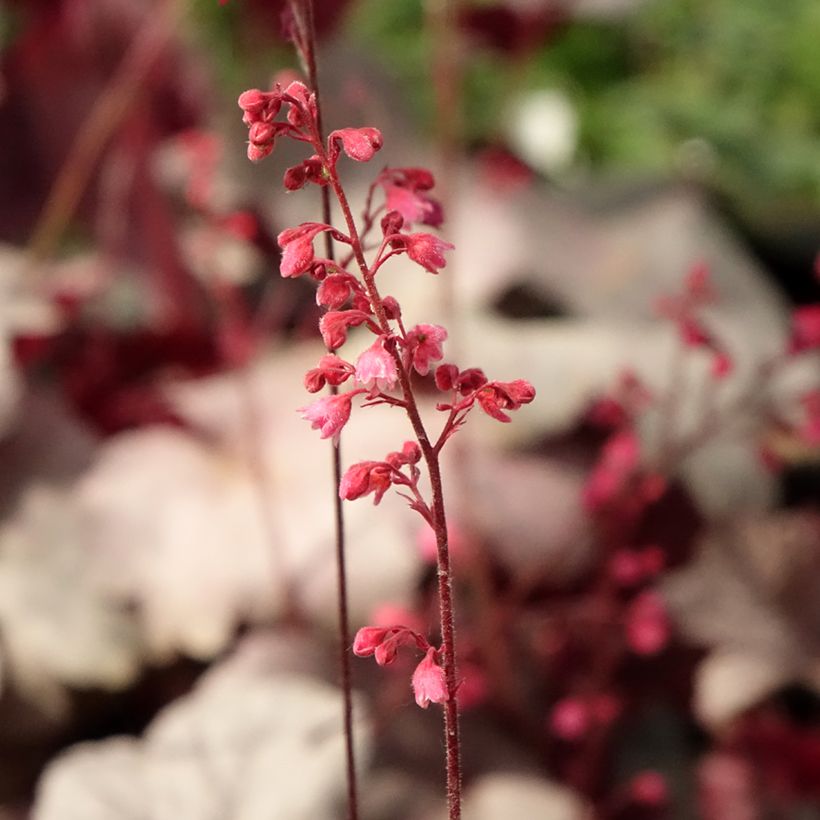 Heuchera Silver Gumdrop (Floración)