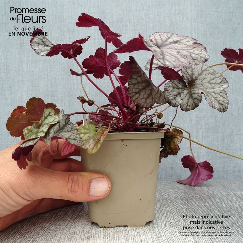 Ejemplar de Heuchère - Heuchera Silver Scrolls Godet de 9cm entregado en otoño