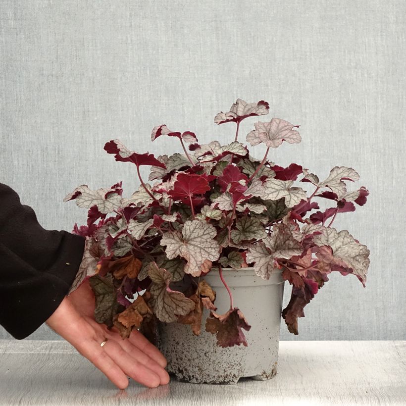 Ejemplar de Heuchère - Heuchera Silver Scrolls - Pot de 2L/3L entregado en otoño