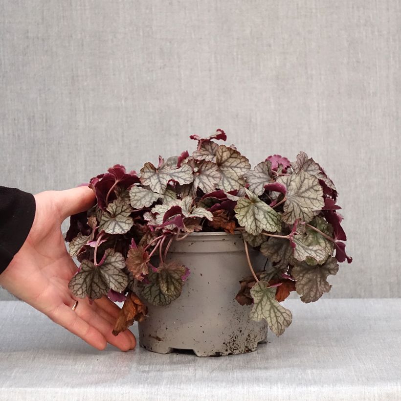 Heuchera Silver Scrolls Maceta 2L/3L Ejemplar entregado en invierno