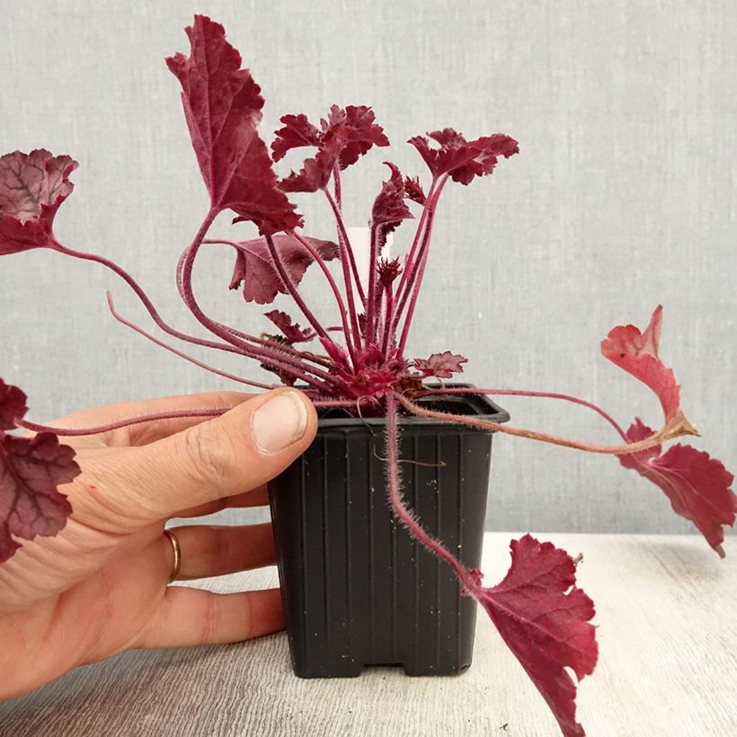 Heuchère - Heuchera Spellbound Godet de 8/9 cm Ejemplar entregado en la primavera