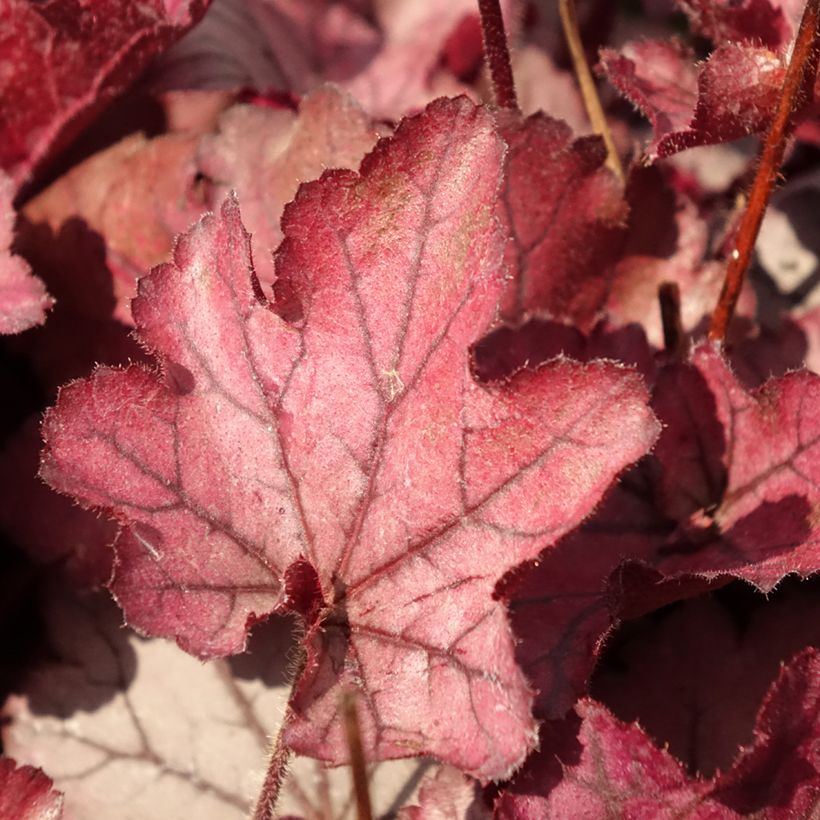 Heuchera Spellbound (Follaje)