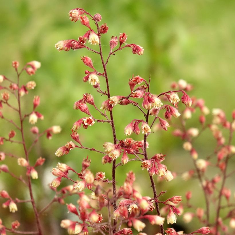 Heuchera Spellbound (Floración)