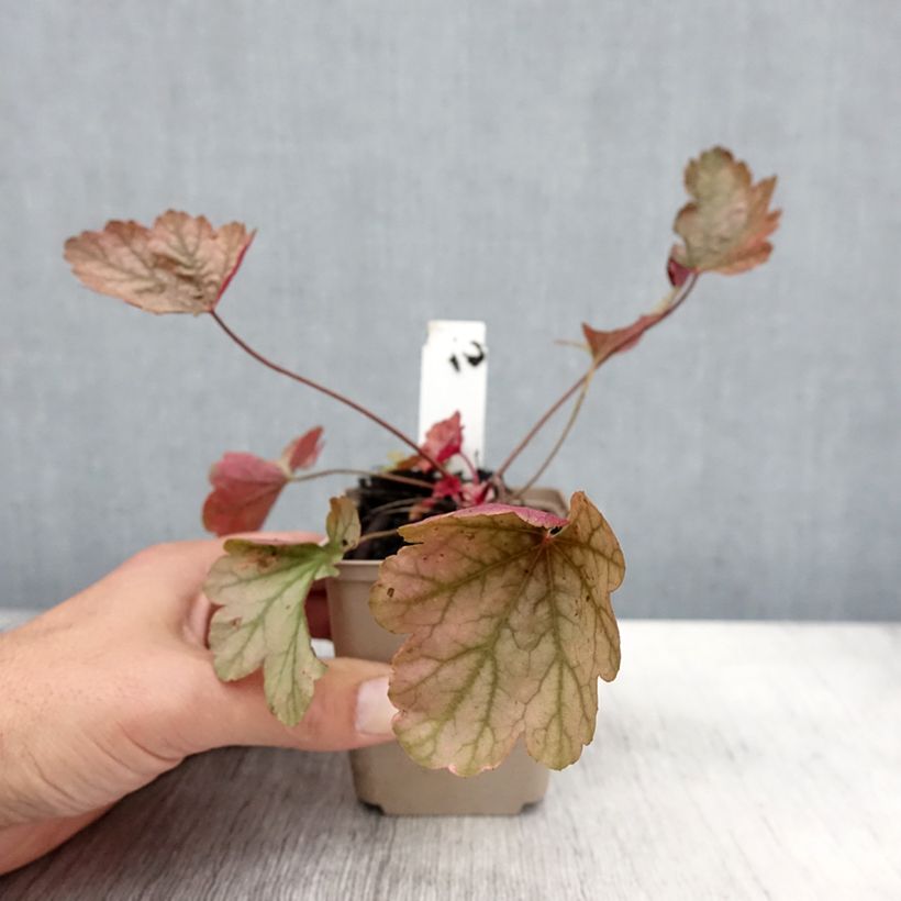 Ejemplar de Heuchère - Heuchera Vienna Godet de 9cm entregado en otoño