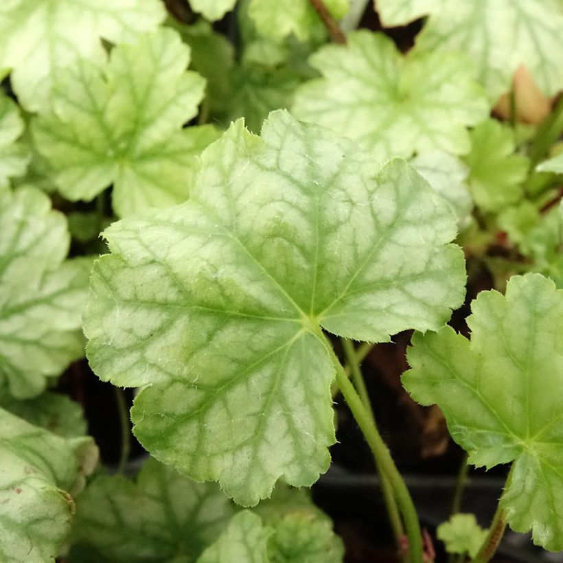 Heuchera Paris (Follaje)