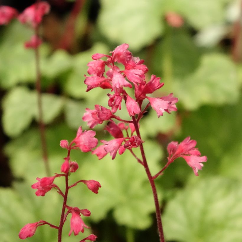 Heuchera Paris (Floración)