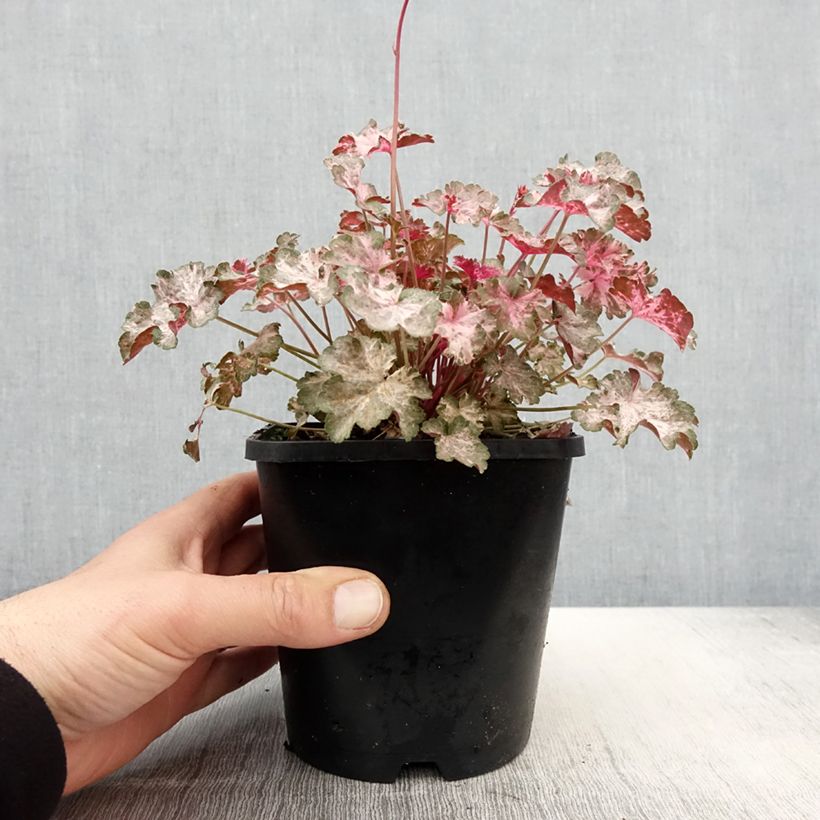 Heuchera Pinky Panky Maceta 1,5L/2LAltura de entrega aprox. 10cm Ejemplar entregado en la primavera