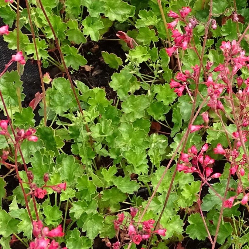 Heuchera Pluie de Feu (Follaje)