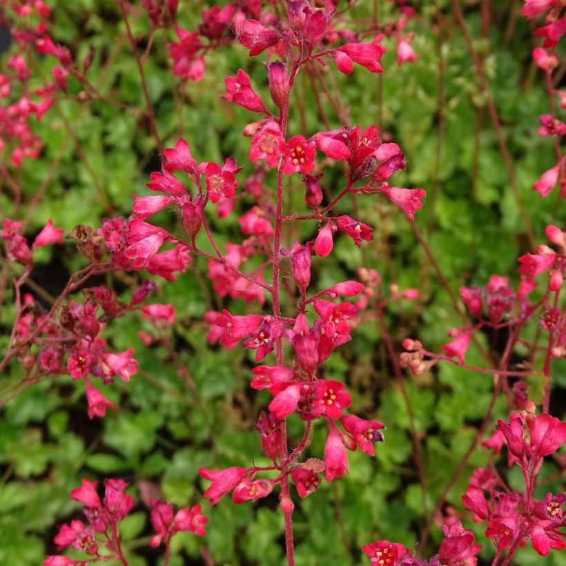 Heuchera Pluie de Feu (Floración)