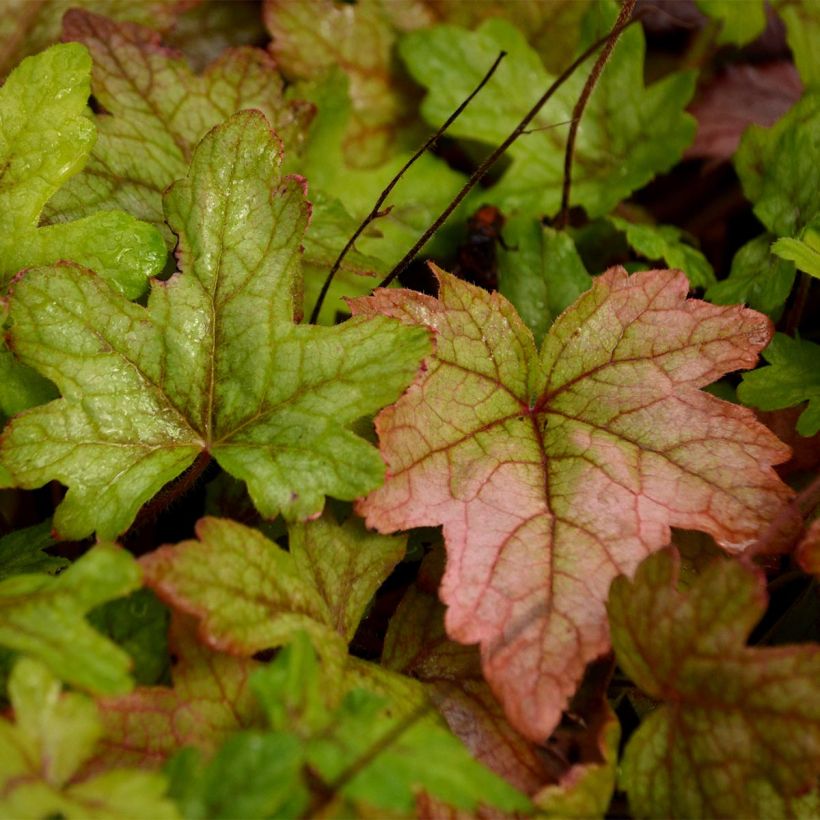 Heucherella Alabama sunrise (Follaje)