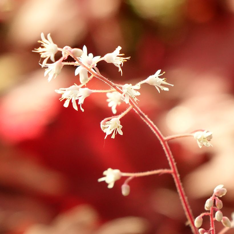 Heucherella Buttered Rum (Follaje)