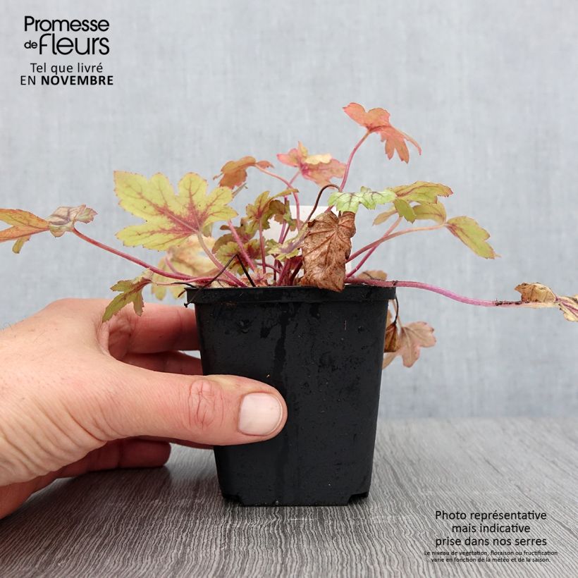 Ejemplar de Heucherella Eye Spy Godet de 8/9 cm entregado en otoño