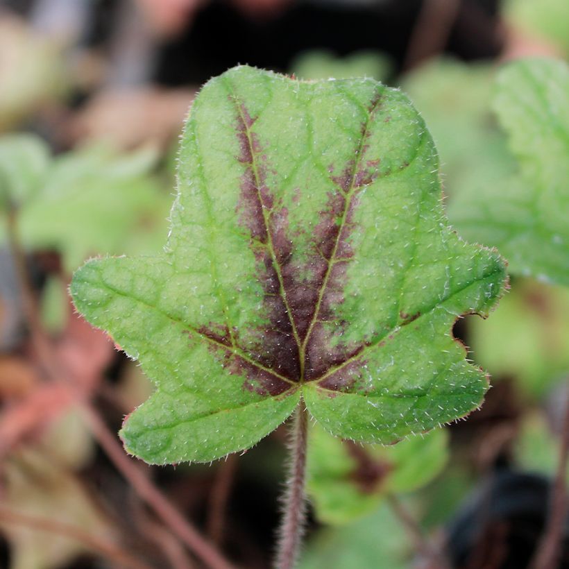 Heucherella Kimono (Follaje)